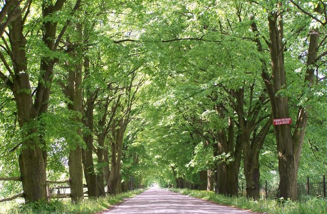 aleja lipowa w miejscowoci skaryn